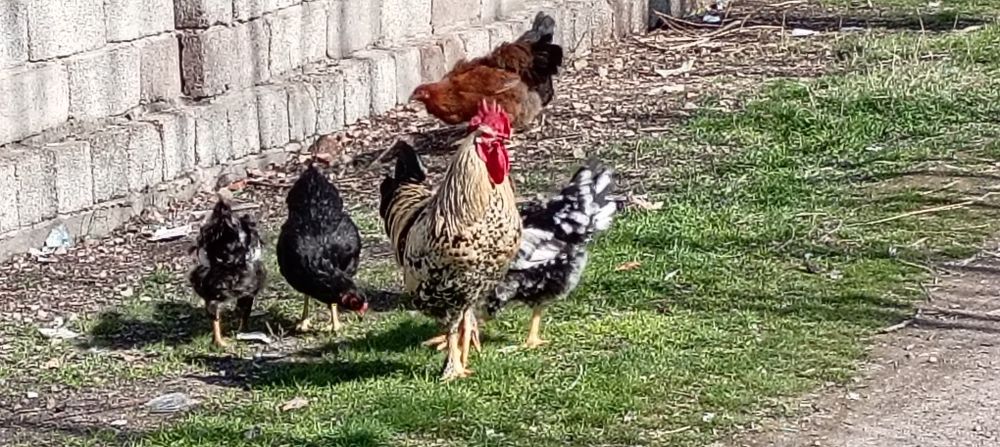 Тухум  Urug‘langan domashni tovuq tuxumlari sotiladi