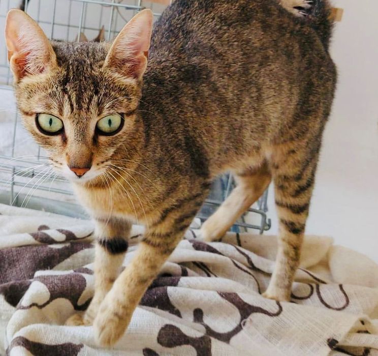 Котета за осиновяване