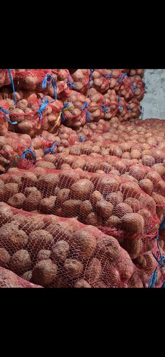 Cartofi consum Belarosa