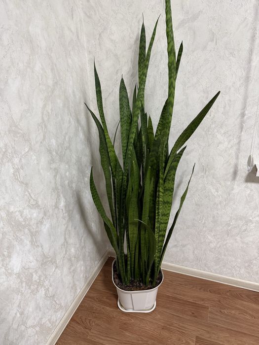 Сансевиери комнатные цветы 3 штук есть