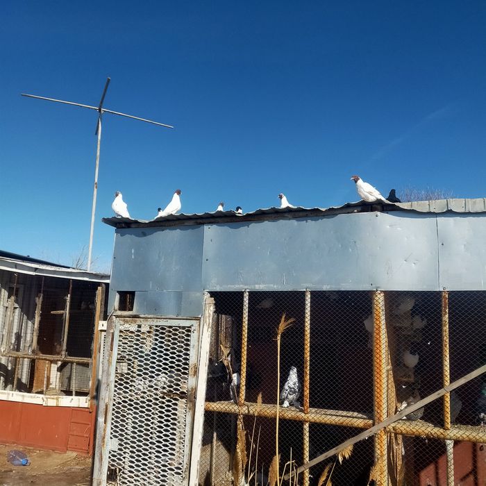 Продаются головастики