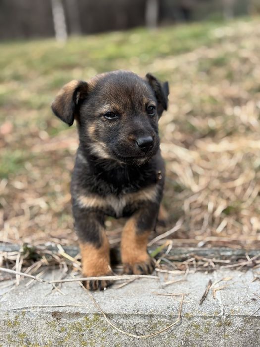 Малки кученца търсят своя дом