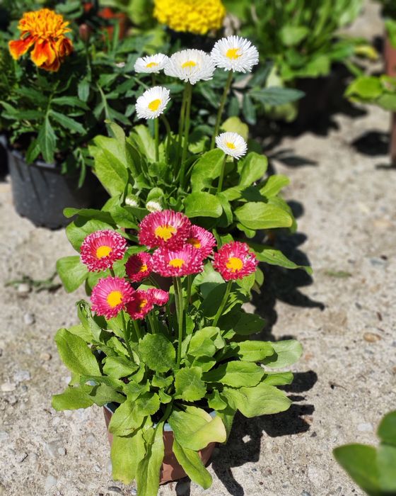 Năsturei / Flori / Plante ornamentale