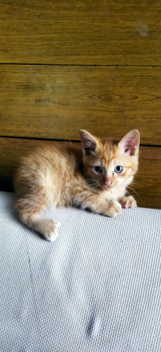 Отдам котят мальчики и девочки