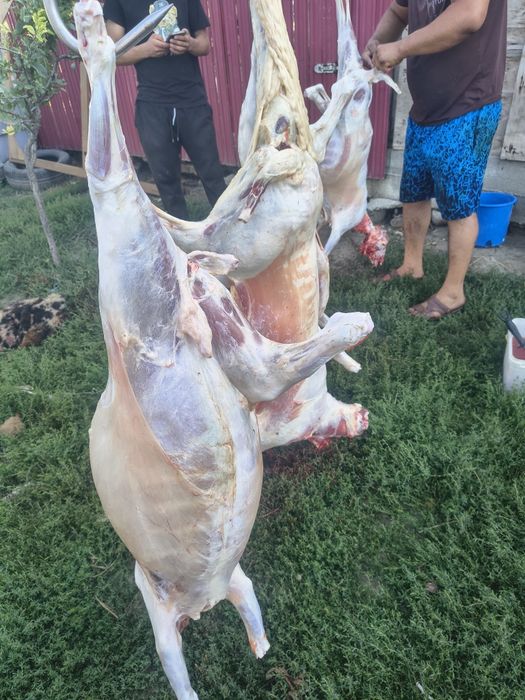 Oii , ezi două capre și un țap mare