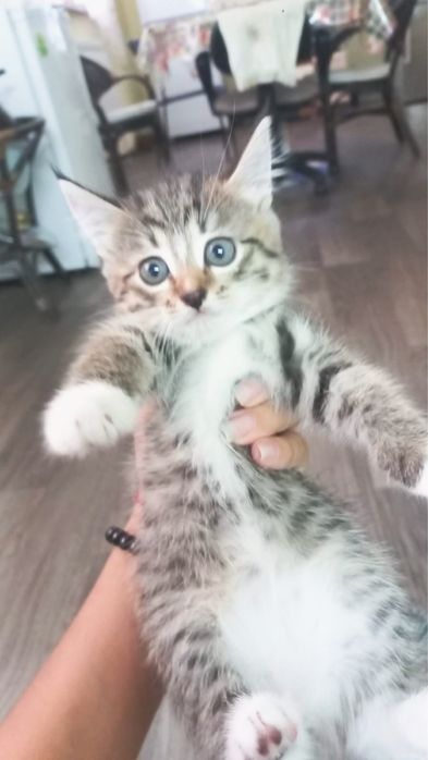 Котят в добрые руки ,3 мальчика и 1 девочка