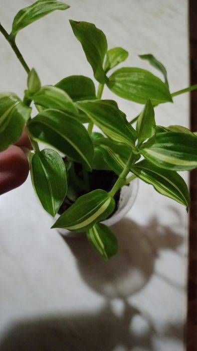 Продам домашнии цветы