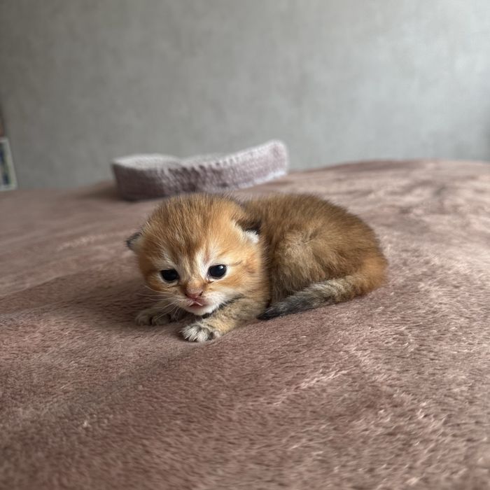 Золотая британская шиншила