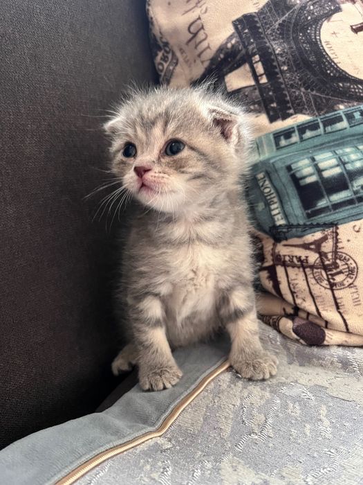 шотландские котята