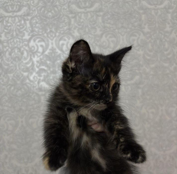 Котята ищут дом .
