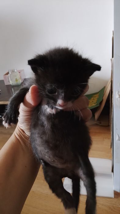 Котёнок в хорошие руки
