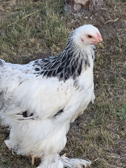 Pui brahma Hd si Columbia