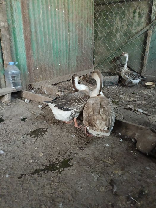 Продам  гусиня .