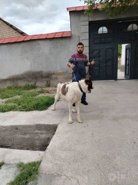 ALABAY ti sotiladi