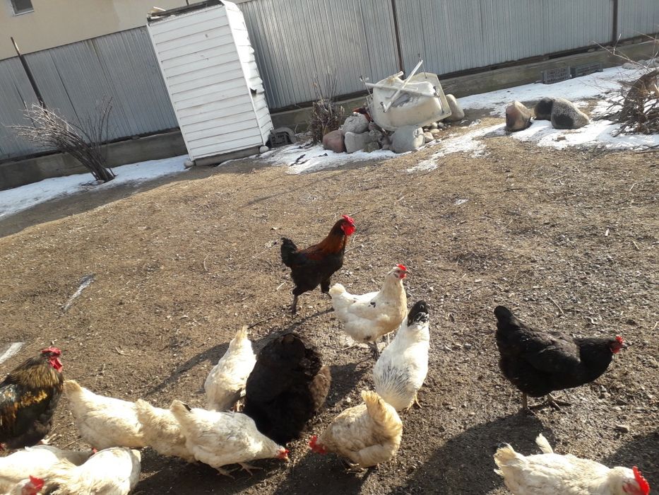 Продам домашних  разных петухов