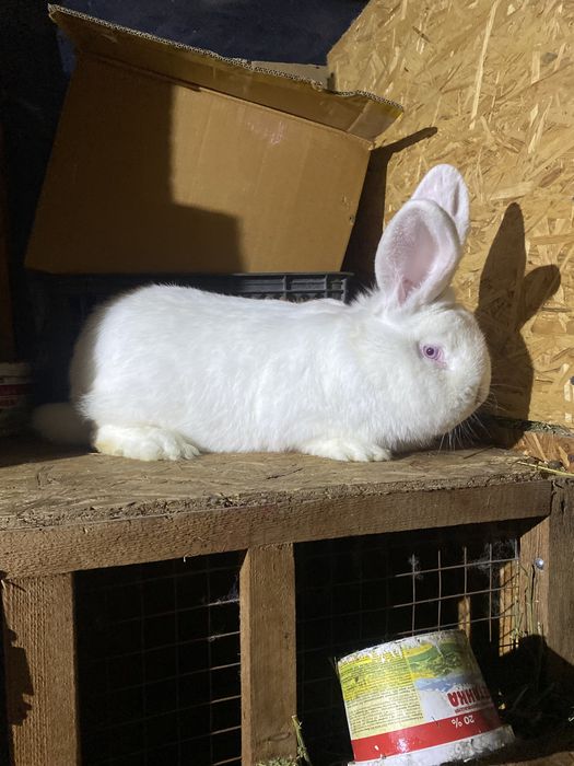 Продам крола кролики