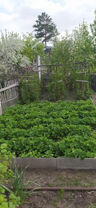 Продам дачу СО"Железобетонщик"