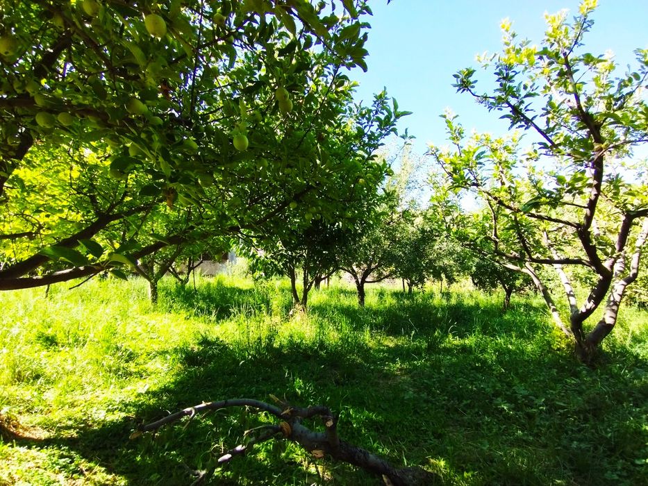 Таш обл,Бостанлыкский район Возле дорого чимгана село Главасай