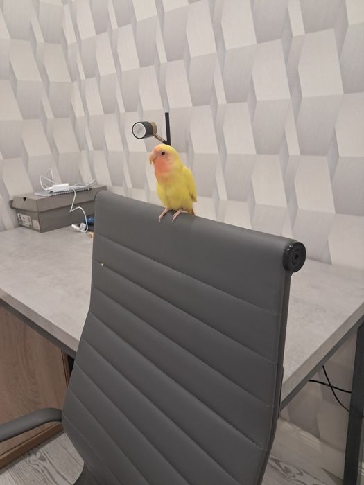 Попугай неразлучник