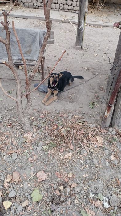 Продам собаку овчарка