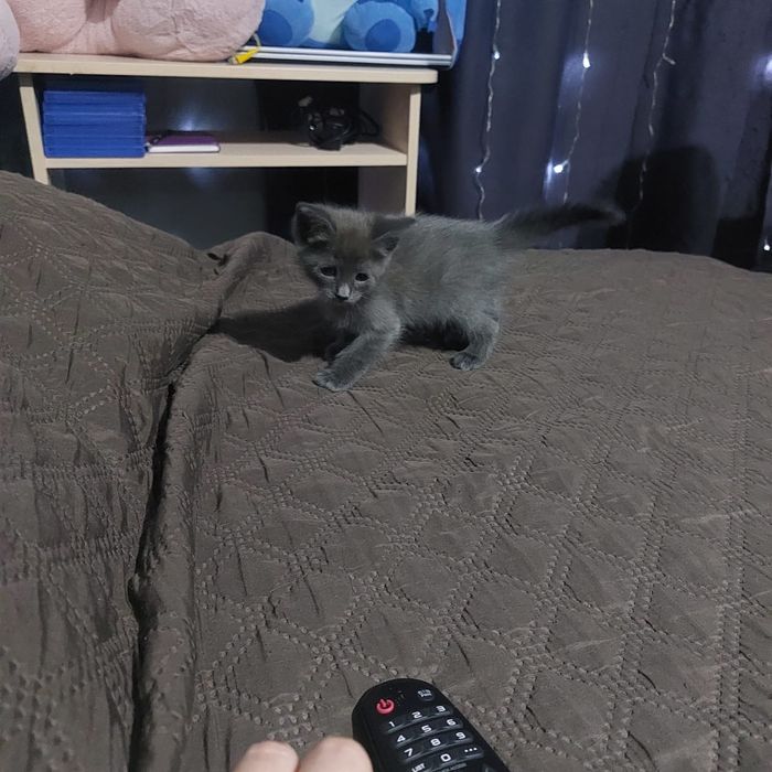 Отдам в добрые руки