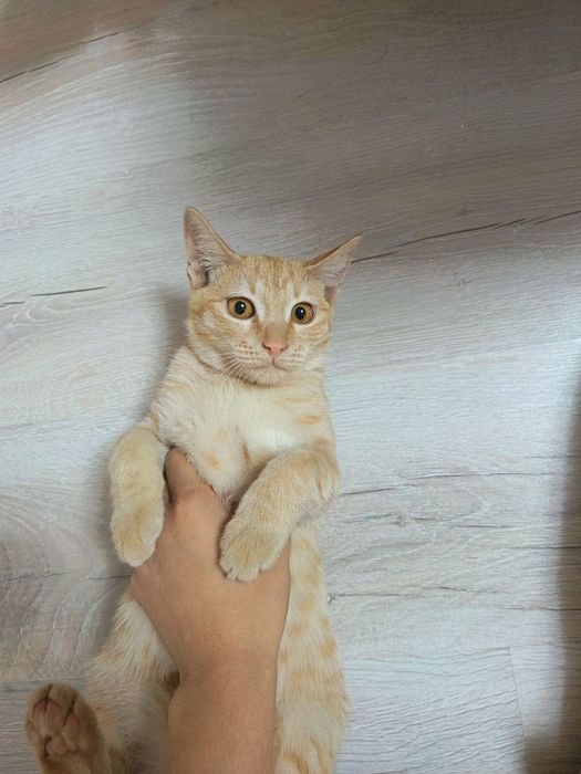 Мушук:4 ойли  киз бола