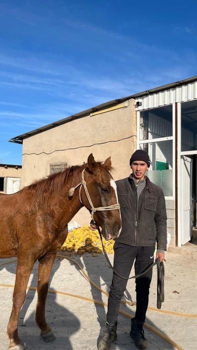 Құнан сатылады полукровный