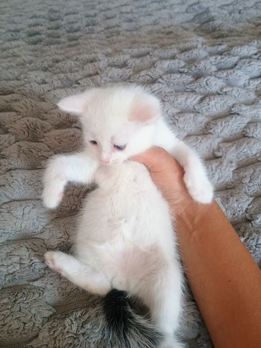 Отдам в добрые руки котенка