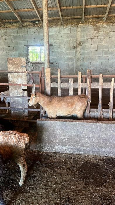 Ешкі сатылады. Коза продам