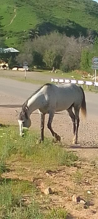 Асқа Соғымға Айғыр сатылады