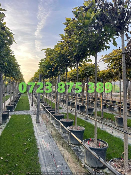 Arbori Ornamentali Rezistenți – Transport Rapid în Siguranță Deplină