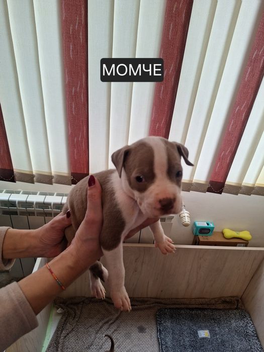 Американски Питбул териер