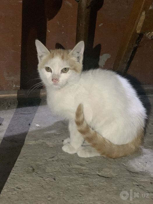 Котята ищут дом и заботу