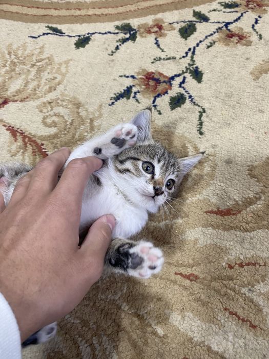 Отдам котят в хорошие руки