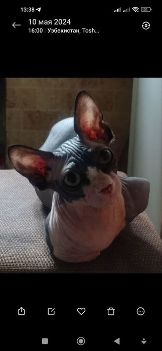 Кот БАМБИНО на вязку