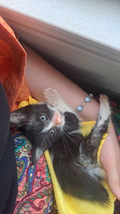 Pui de pisica spre adoptie