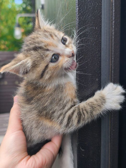 Отдам котят в добрые руки
