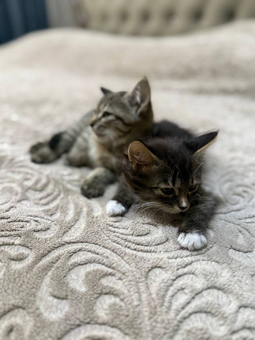 Mushuk 2 ta ласковый