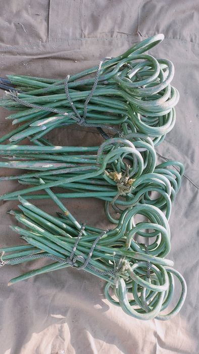 Колочки на палатки