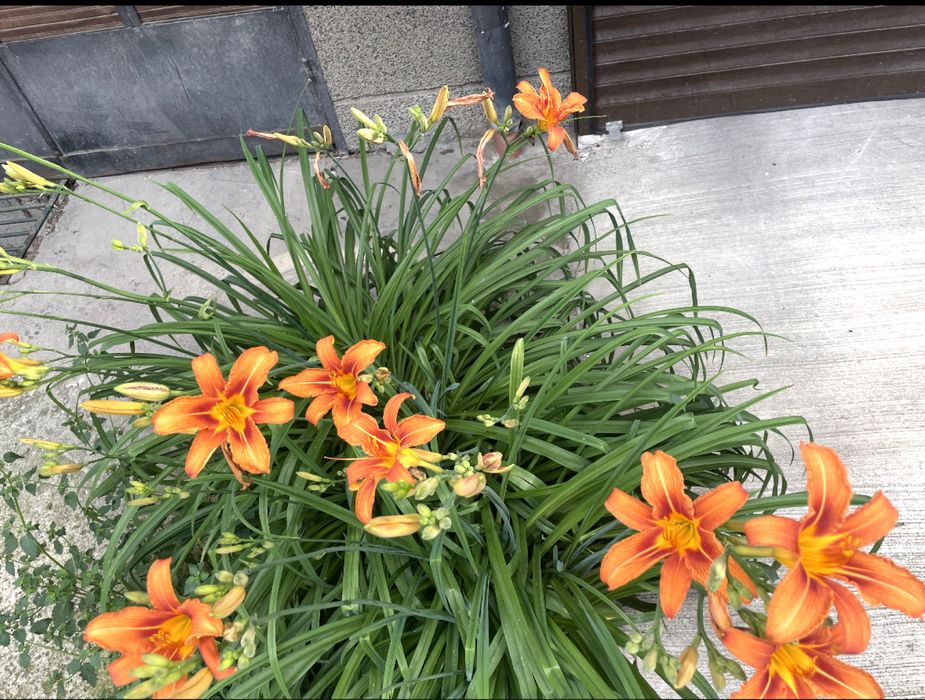 Дневна лилия градински вечнозелени растения,