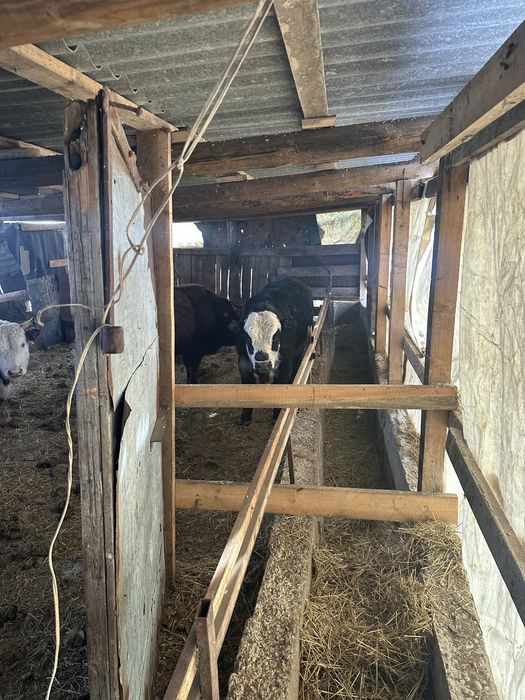 Продаю 8 голов акбас быков