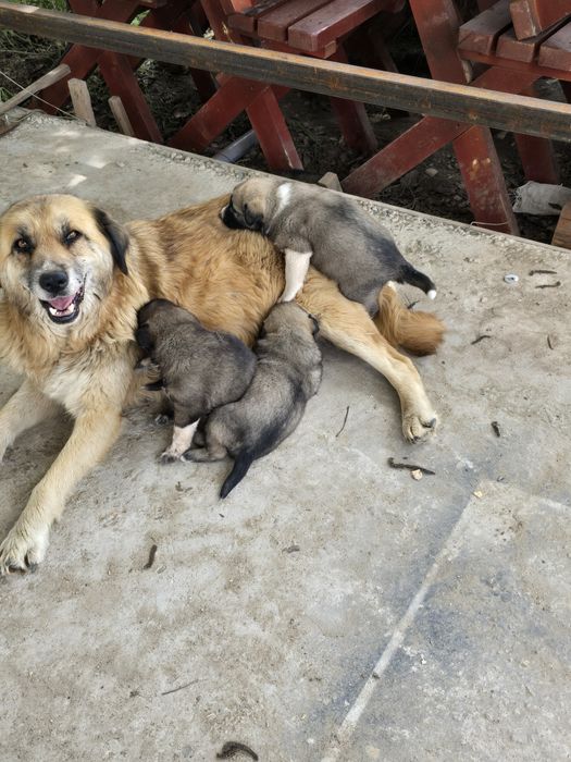 Donez  pui  câine  ciobănesc  căței