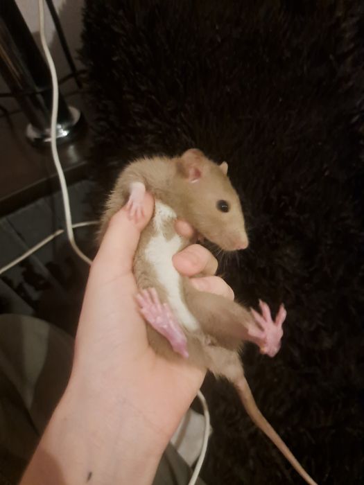 Продаётся Клетка с крысой