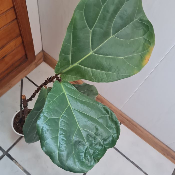 Продавам Фикус Лирата