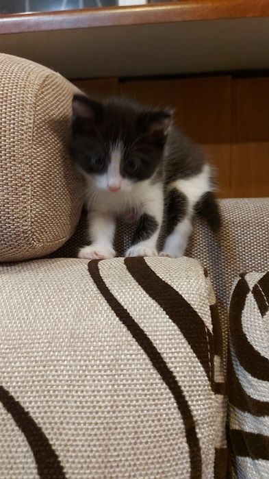 Котенок. Отдам котят.