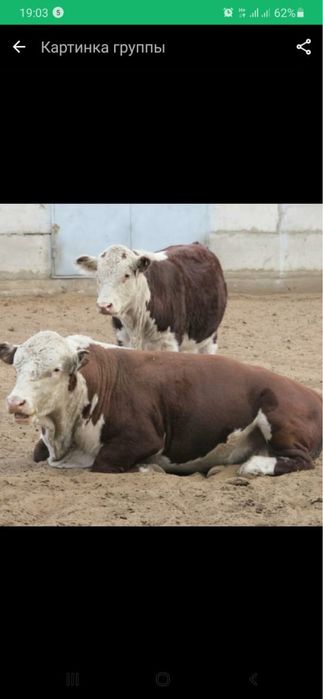 Откорм сатылады.