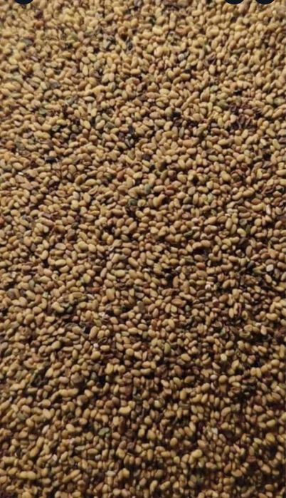 Vand semnite de lucerna cal 1