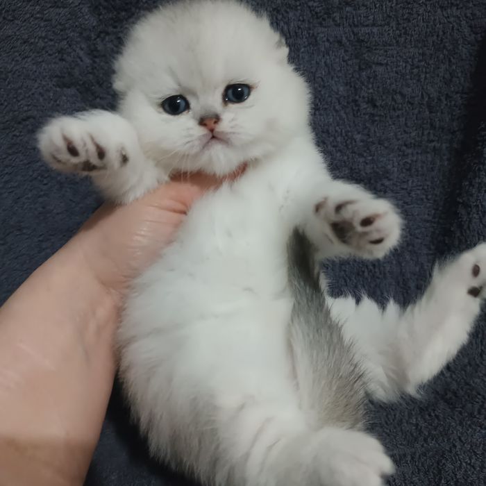 Продаётся чистокровный шотландский котёнок