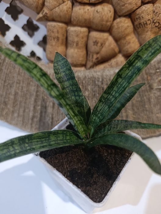 Сансивиерия гиганта и мини