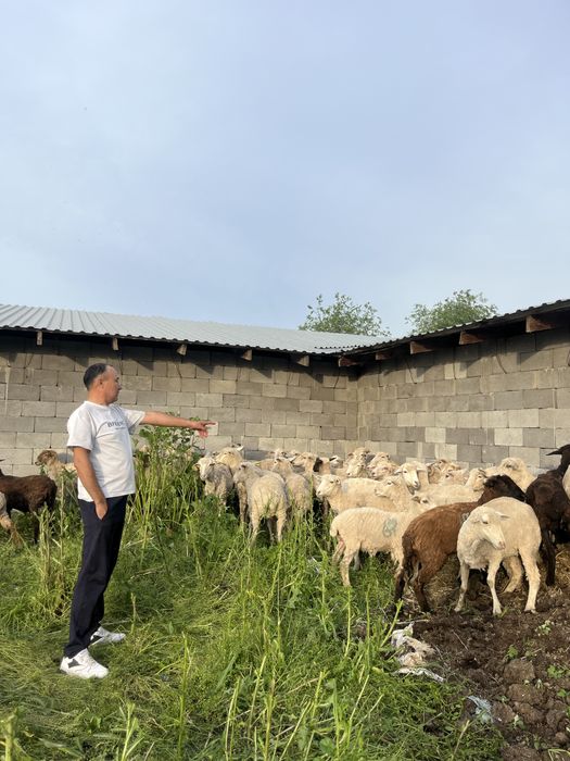 Бараны на Курбан айт